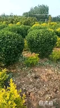 冠幅120厘米卫矛球