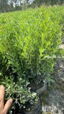 高度25厘米瓜子黄杨