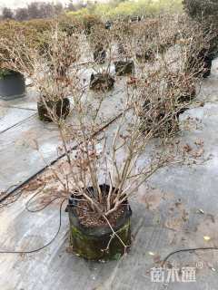 高度60厘米黄杜鹃