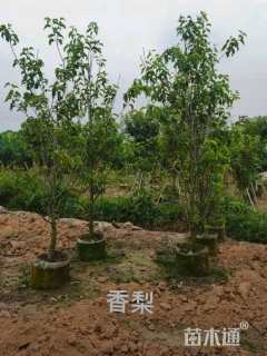 高度250厘米金翠香梨