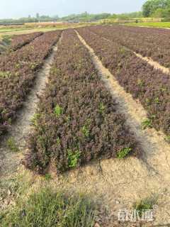 高度20厘米红叶小檗