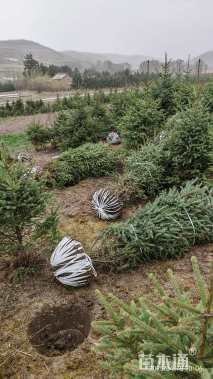 高度300厘米青海云杉