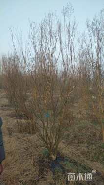 高度250厘米丛生紫薇