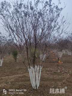 高度400厘米丛生紫薇