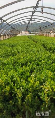 高度20厘米小叶黄杨