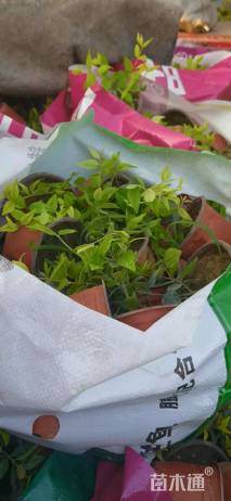 高度10厘米大花六道木小苗