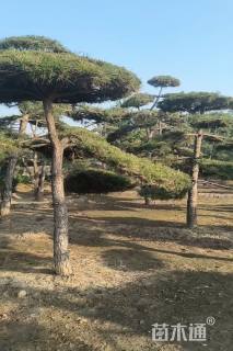 16公分造型油松