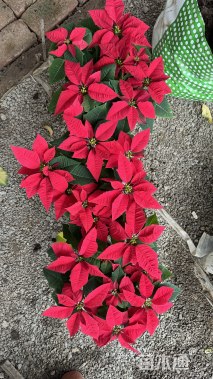 高度30厘米一品红