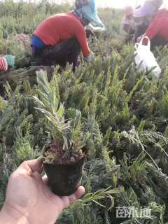 高度30厘米薰衣草