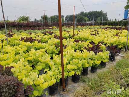 8公分加拿大紫荆