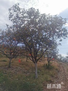 柿树