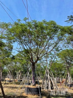 35公分凤凰木