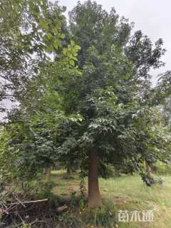 25公分北美枫香