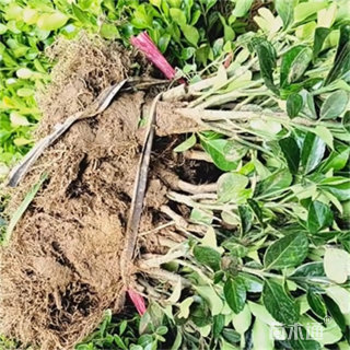 高度50厘米冬青小苗