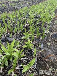 高度30厘米大花萱草