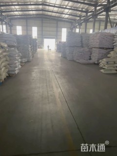 四季青草坪种子