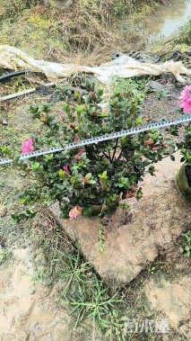 容器苗安酷杜鹃