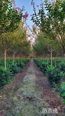 高度450厘米大红紫薇