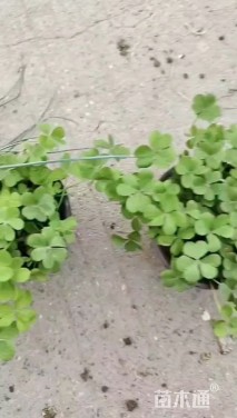 高度25厘米紫叶酢浆草