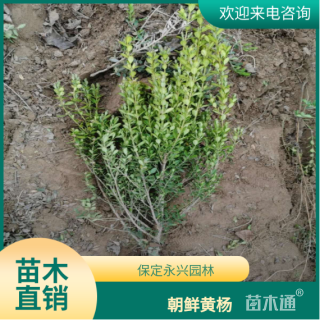 高度40厘米朝鲜黄杨