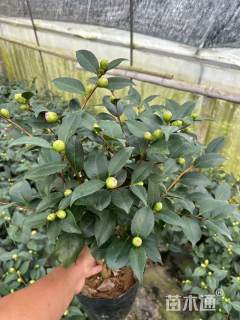 高度300厘米山茶花