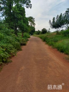 原生苗多杆朴树