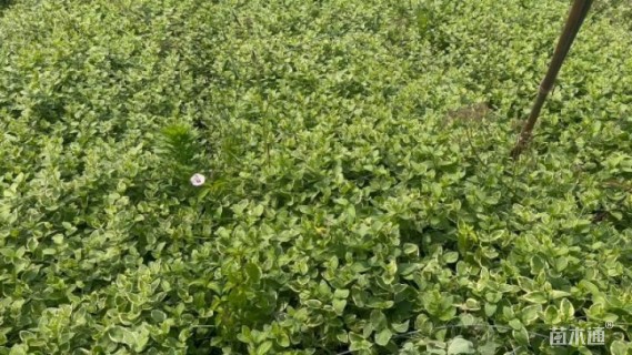 高度30厘米花叶蔓长春