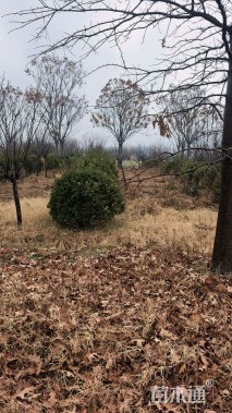 冠幅100厘米大叶黄杨球