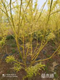 高度400厘米丛生金枝槐