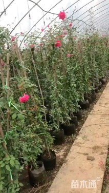 150厘米藤本月季