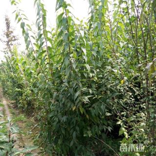 高度200厘米丛生蜡梅