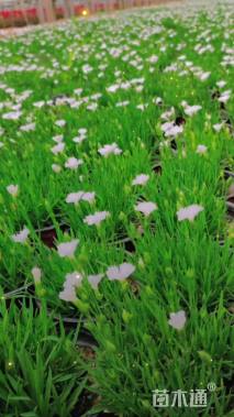 高度20厘米欧石竹