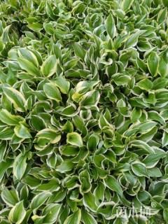 25厘米金边玉簪