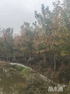 10公分美国红枫