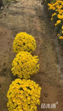 高度30厘米球菊