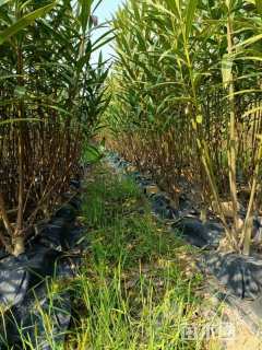 高度120厘米夹竹桃