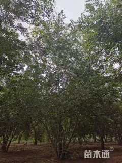 12公分丛生朴树