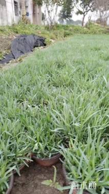 高度5厘米地被石竹