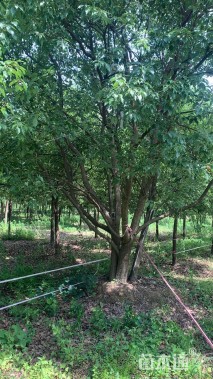 13公分(5杆)丛生香樟