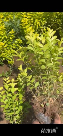 高度40厘米金叶女贞