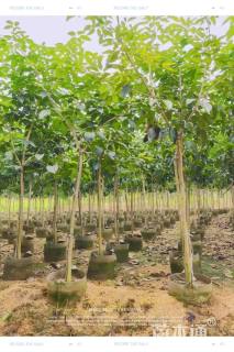 2公分紫花风铃木