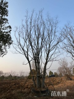 75公分丛生朴树