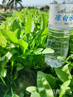 高度25厘米金鸡菊