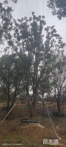 8公分(3杆)丛生香樟