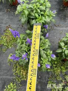 高度50厘米深蓝鼠尾草
