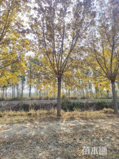 20公分金叶复叶槭