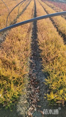 大杯苗亮晶女贞小苗