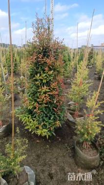 高度20厘米红车