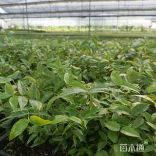 高度8厘米嘉宝果