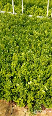 高度35厘米瓜子黄杨